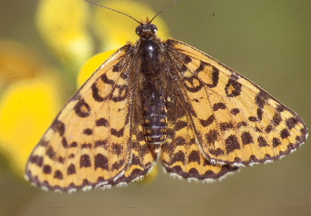 Melitea didyma