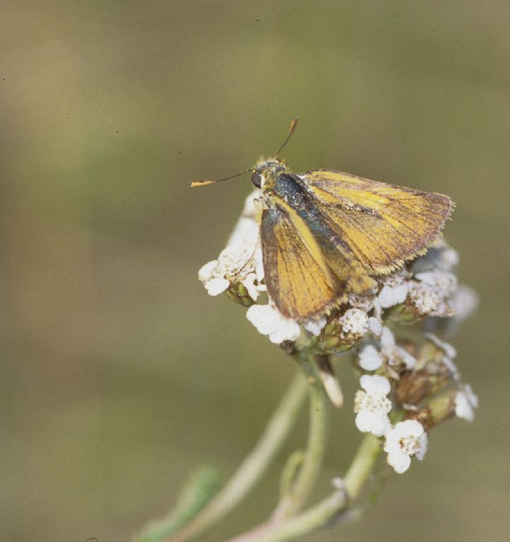 Thymelicus acteon