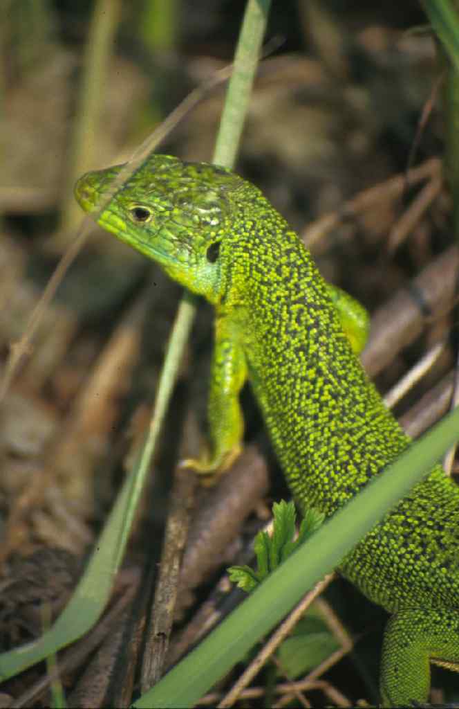 Lacerta bilineata