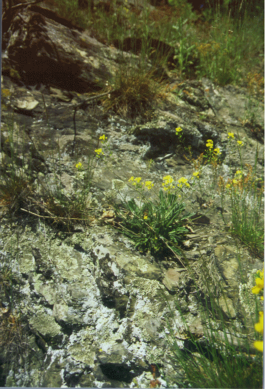 Biscutella laevigata