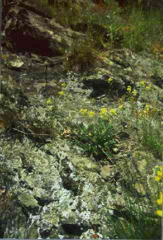 Biscutella laevigata