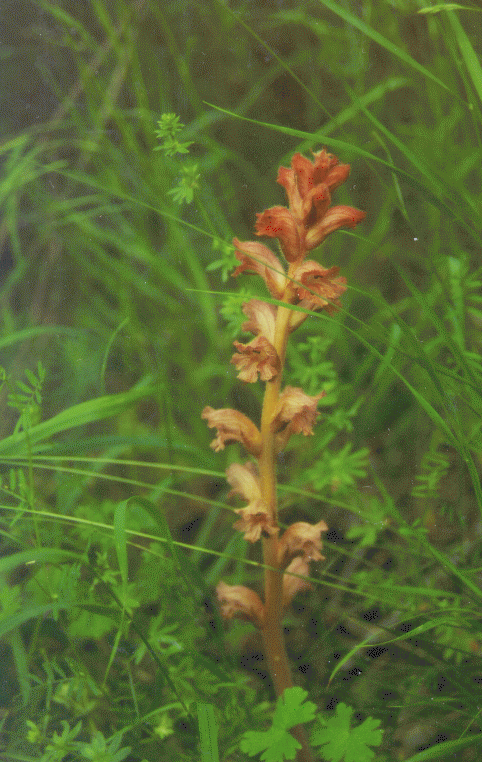 Orobanche caryophyllacea