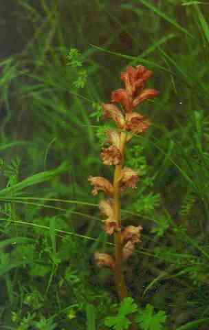 Orobanche caryophyllacea
