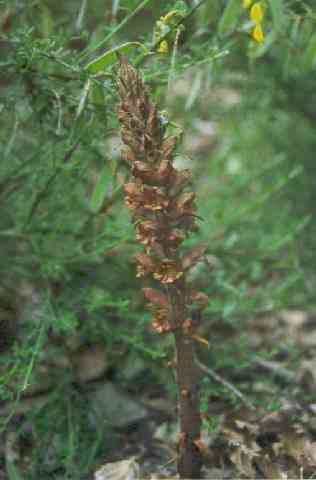 Orobanche rapum-genistae